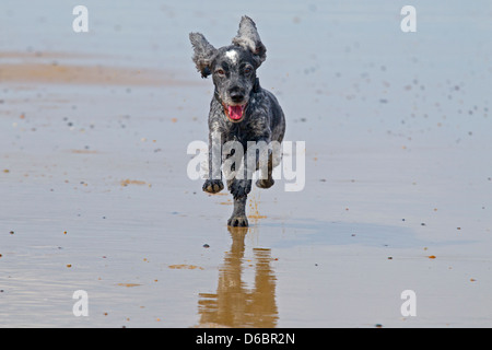 Cocker Spaniel in esecuzione sulla spiaggia Foto Stock