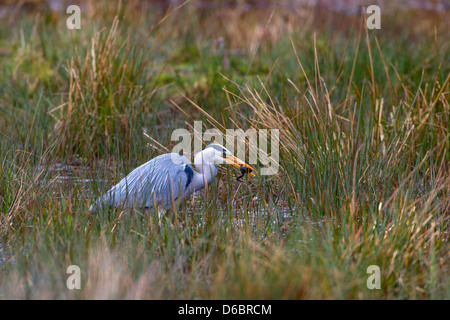 Airone cenerino Ardea purpurea la cattura di rane in stagno riproduttiva nel tardo Marzo Norfolk Foto Stock