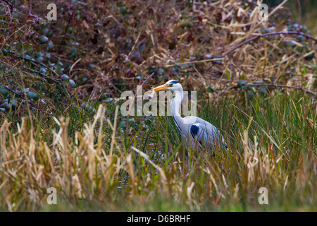 Airone cenerino Ardea purpurea la cattura di rane in stagno riproduttiva nel tardo Marzo Norfolk Foto Stock