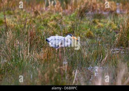 Airone cenerino Ardea purpurea la cattura di rane in stagno riproduttiva nel tardo Marzo Norfolk Foto Stock