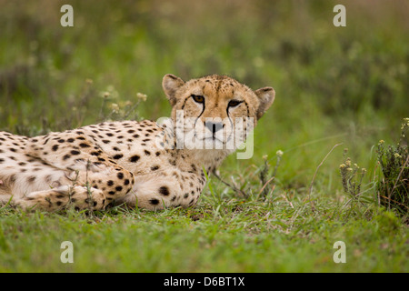 Un giovane femmina cheetah rilassante. Phinda Game Reserve, Sud Africa. Foto Stock