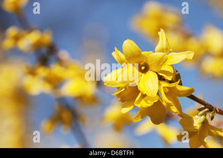 Bellissimi fiori gialli di forsitia bush nel giardino. Foto Stock