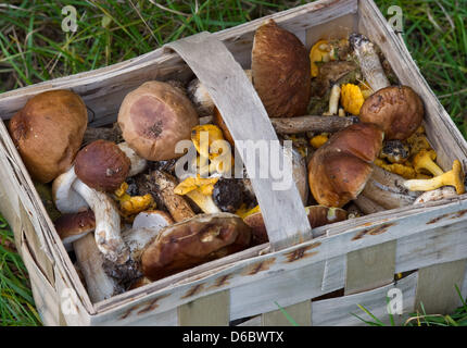 FILE - Un archivio foto datata 12 settembre 2010 mostra un cesto pieno di porcini, parasol funghi finferli e vicino Muellrose, Germania. Grazie al clima mite raccoglitrici di fungo che può trovare i finferli nel gennaio 2012. Foto: Patrick Pleul Foto Stock