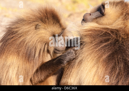 Babbuino Gelada (Theropithecus Gelada grooming) ogni altra, Nord Etiopia Foto Stock