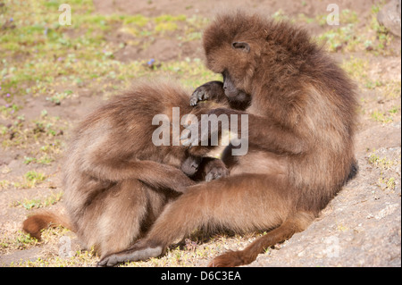 Babbuino Gelada (Theropithecus Gelada grooming) ogni altra, Nord Etiopia Foto Stock