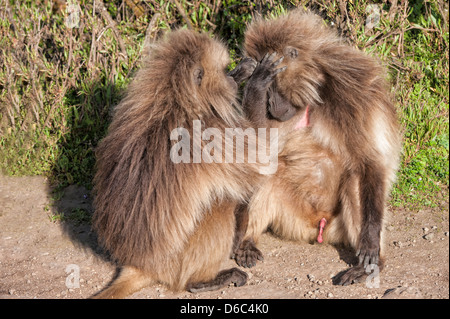 I babbuini Gelada (Theropithecus Gelada grooming) ogni altra, Nord Etiopia Foto Stock