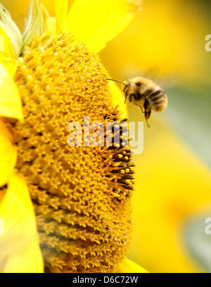 Eine Hummel sucht am Donnerstag (06.09.2012) im niederrheinischen Neufeld an der Blüte einer Sonnenblume nach Nahrung. Die derzeit mageren 20 Grad Lufttemperatur sollen bis zum Wochenende auf 28 bis 30 Grad steigen und damit auch der Anflughäufigkeit Insekten. Foto: Roland Weihrauch dpa/lnw Foto Stock