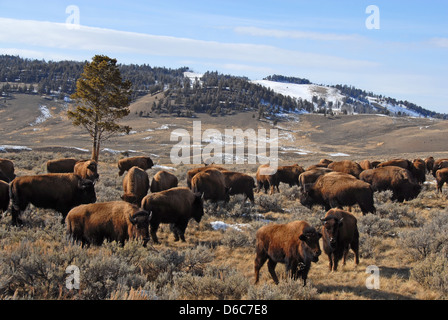 Bison pascolo del bestiame lungo Norris road, Yellowstone NP, Montana Foto Stock