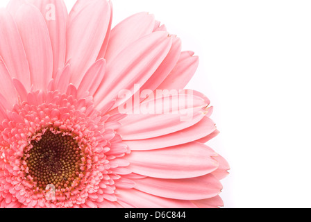 Pink gerbera fiore su sfondo bianco Foto Stock