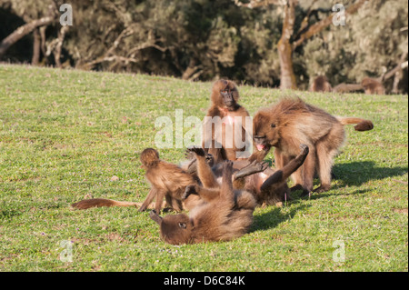 I babbuini Gelada (Theropithecus Gelada), Nord Etiopia Foto Stock