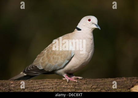 Colomba a collare; Steptopelia decaocoto; Regno Unito Foto Stock