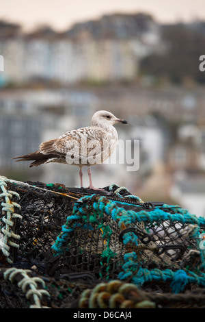 Aringa Gull; Larus argentatus; primo inverno Bird; Regno Unito Foto Stock