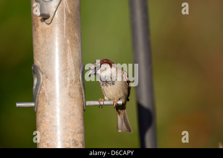 Casa passero; Passer domesticus; sulle sementi alimentatore; Regno Unito Foto Stock