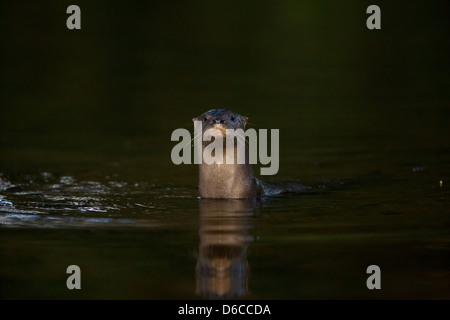 Panama fauna selvatica con una lontra neotropico fiume, Lontra longicaudis, in Rio Colle del sur, provincia di Colle, Repubblica di Panama, America Centrale. Foto Stock