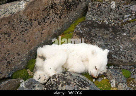 Norvegia Arcipelago delle Svalbard Spitsbergen Polar bea Ursus maritimus, cucciolo di primavera trovato morto lungo la costa Foto Stock