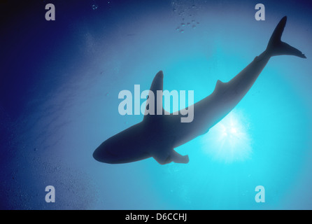 Silky Shark,Carcharhinus falciformis fino a 4m,Mare Rosso Dec 1986 conversioni di scorrimento,l'Egitto,Penisola del Sinai,Sudan Safari immersioni dalla barca, Foto Stock