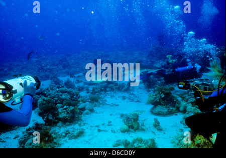 Lo squalo grigio di barriera,Carcharhinus anblyrhynchos,Mare Rosso Dec 1986 conversioni di scorrimento,l'Egitto,Penisola del Sinai,Sudan Safari immersioni dalla barca, Foto Stock