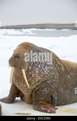 Norvegia Arcipelago delle Svalbard Spitsbergen il toro Walrus Odobenus rosmarus riposa su una pista di ghiaccio in estate Foto Stock