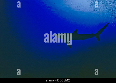 Silky Shark,Carcharhinus falciformis fino a 4m,Mare Rosso Dec 1986 conversioni di scorrimento,l'Egitto,Penisola del Sinai,Sudan Safari immersioni dalla barca, Foto Stock