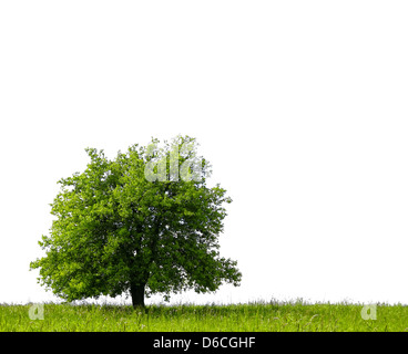 Pear Tree sul campo verde Foto Stock