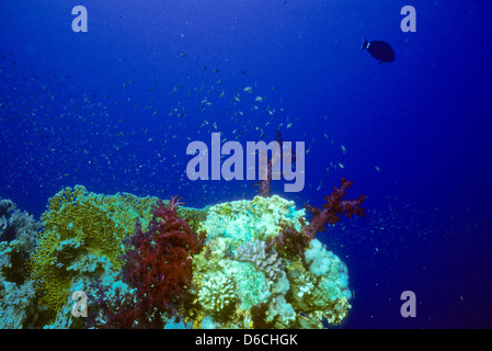 Coral Garden,Mare Rosso Dec 1986 conversioni di scorrimento,l'Egitto,Penisola del Sinai,Sudan barca safari Diving,squali,la fotografia subacquea. Foto Stock