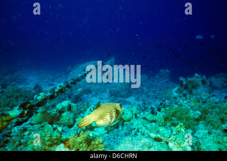 Blackspotted Puffer,Arothron stellatus,Mare Rosso Dec 1986 scorrere le conversioni, Egitto,Penisola del Sinai,Sudan barca safari Diving Foto Stock