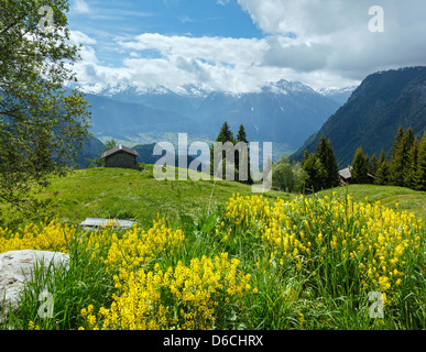 Giallo fiori selvatici in montagna d'estate pendenza (Alpi, Svizzera) Foto Stock