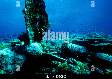 Relitto dell'Umbria,Mare Rosso Dec 1986 conversioni di scorrimento,l'Egitto,Penisola del Sinai,Sudan barca safari Diving,la fotografia subacquea. Foto Stock