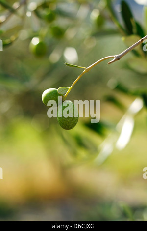 Close up di olive sul ramo, Italia. Foto Stock