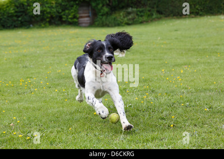 Un giocoso di razza in bianco e nero English Springer Spaniel cane che corre inseguendo una palla mentre si gioca al di fuori in un parco. Inghilterra, Regno Unito, Gran Bretagna Foto Stock