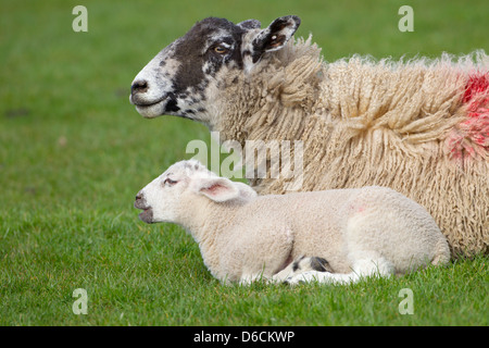 Pecore e agnelli a molla in erba prato Foto Stock