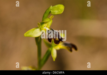 Cupo Bee orchid, ophrys fusca, Andalusia, Spagna meridionale. Foto Stock