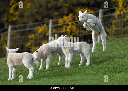 Agnelli a molla e un salto di agnello in erba prato Foto Stock