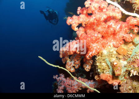 Corallo morbido e subacqueo lungo la parete del reef, Bunaken, Indonesia Foto Stock
