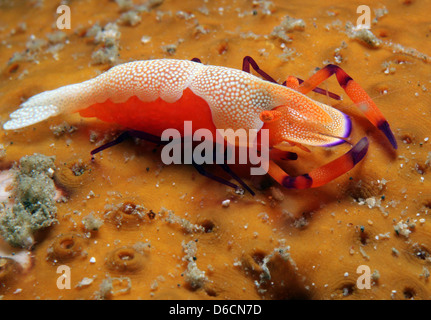 L'imperatore gamberetti (Periclimenes imperator) su un cetriolo marittimo, Lembeh strait, Indonesia Foto Stock