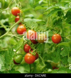 Il ramo con i pomodori ciliegia Foto Stock