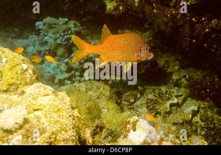 Lunghe ganasce pesce scoiattolo,Sargocentron spiniferum,Mare Rosso Dec 1986 conversioni di scorrimento,l'Egitto,Penisola del Sinai,Sudan Immersioni subacquee Foto Stock