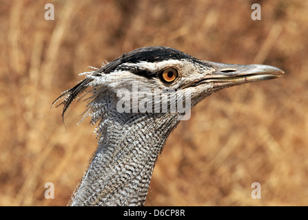 Kori Bustard (Ardeotis Kori) Close-up, il cratere di Ngorongoro, Tanzania Foto Stock