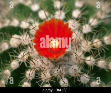 Close-up foto di cactus con grande fiore rosso Foto Stock