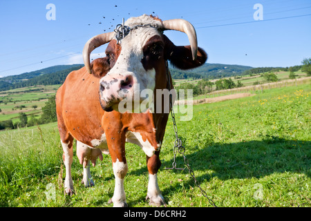 Marrone e bianco mucca sul prato verde Foto Stock