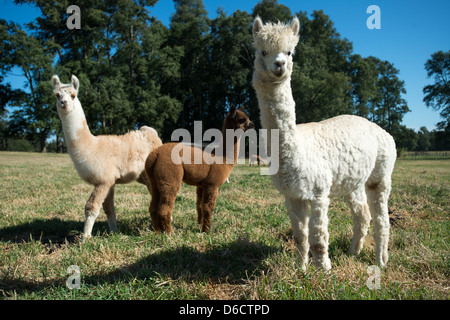 Alpaca (Vicugna pacos) sull allevamento situato nei pressi di Temuco in Cile Foto Stock