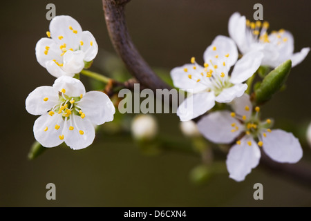 Prunus spinosa. Prugnolo blossom nella siepe. Foto Stock