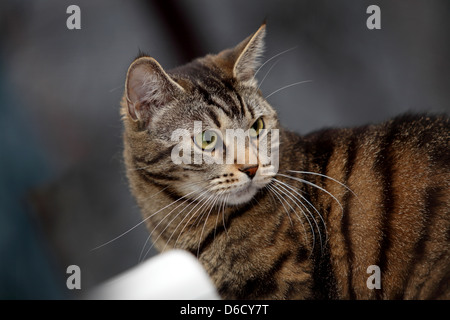 Ritratto di green eyed bella casa tabby cat Foto Stock