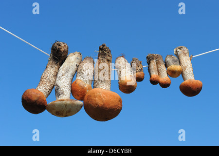 Funghi appeso sulla corda Foto Stock