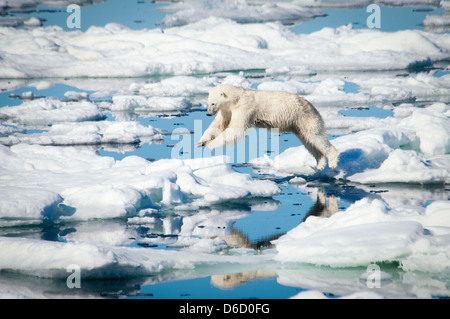 Orso polare, Ursus maritimus, saltando su ghiaccio fondente nel Olgastretet Pack ghiaccio, arcipelago delle Svalbard, Norvegia Foto Stock