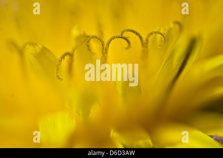 Tarassaco (Taraxacum) Foto Stock