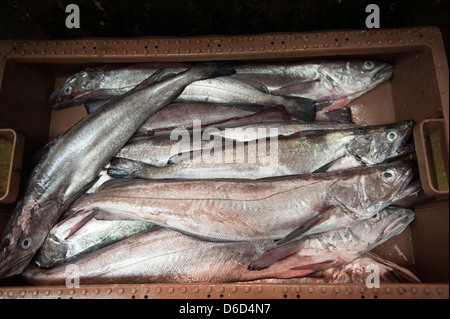 Frutti di mare a un mercato agricolo in Puerto Montt, Cile Foto Stock