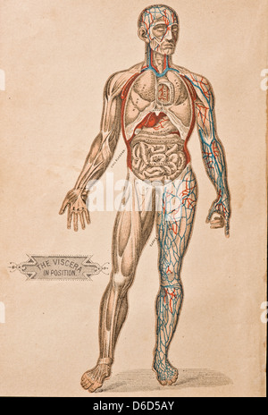 Un antico illustrazione degli organi e le arterie del corpo umano. Foto Stock