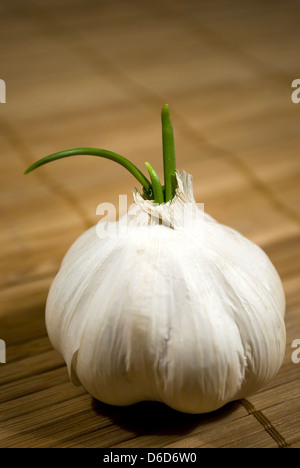 La germogliazione aglio Foto Stock