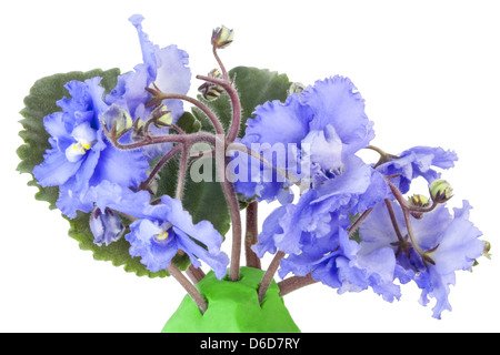 Dolci violette blu Foto Stock